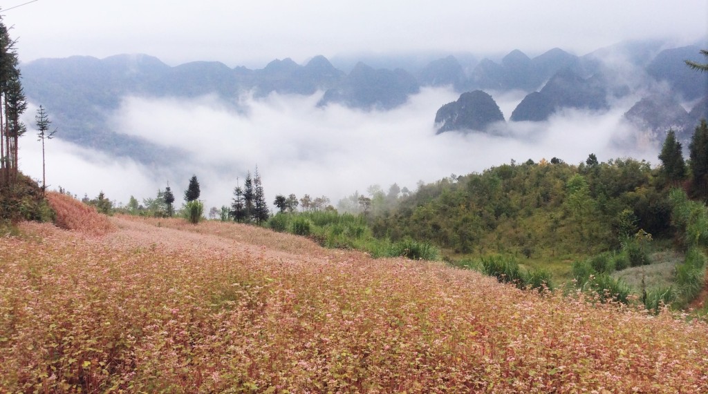 Flower fields on mountain