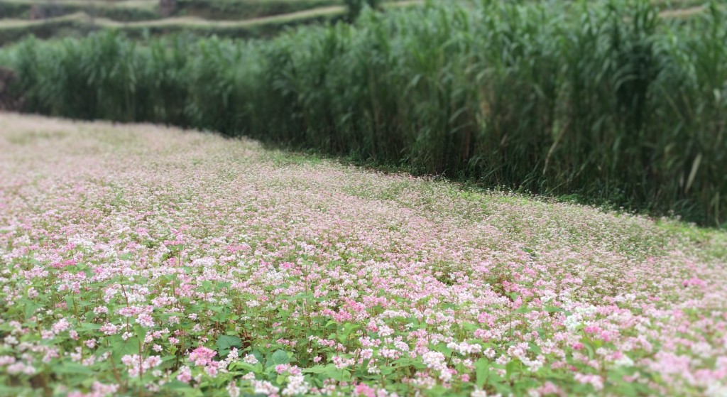 A small tam giac mach flower field