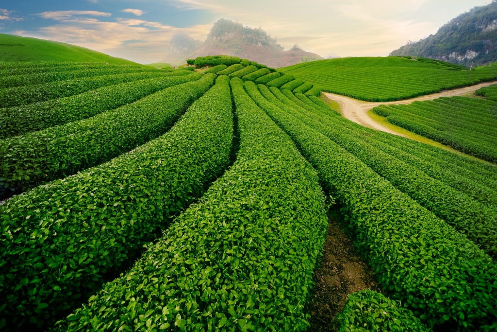 moc-chau-tea-hills