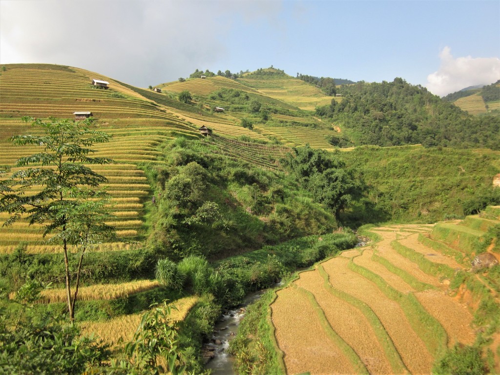 Magnificent fields at Ba Nha Bridge