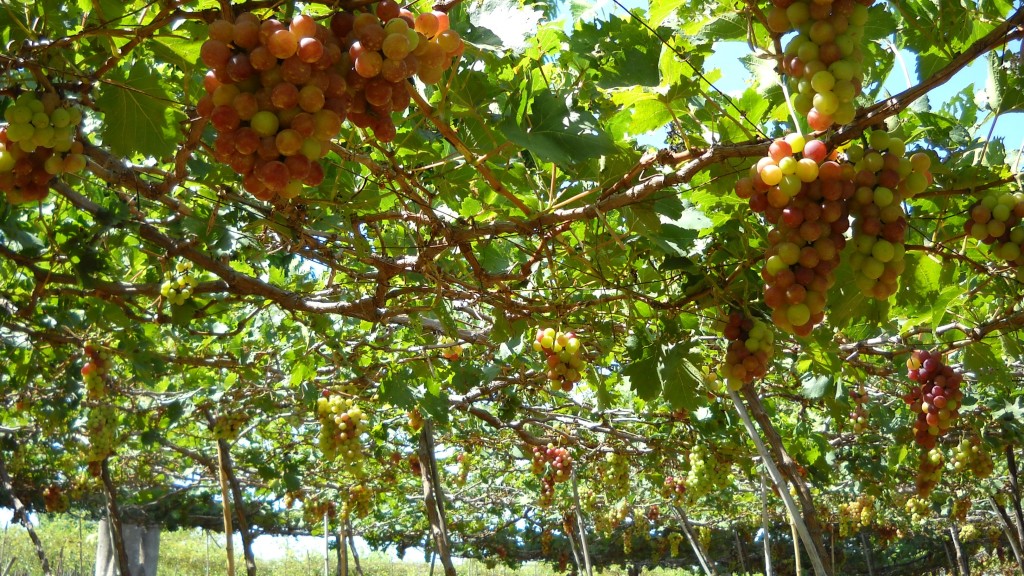 grape-ninh-thuan