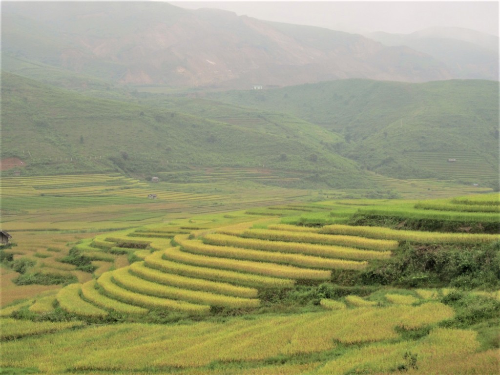 rice-fields