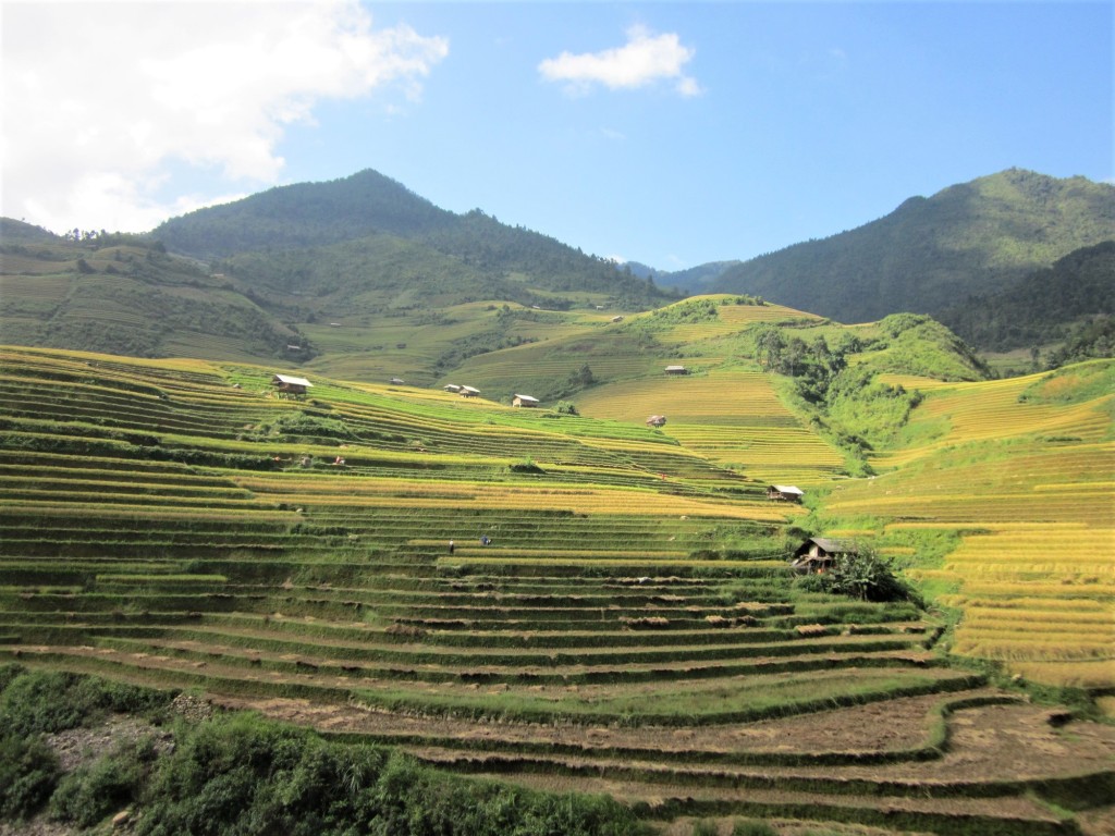 terraced-fields