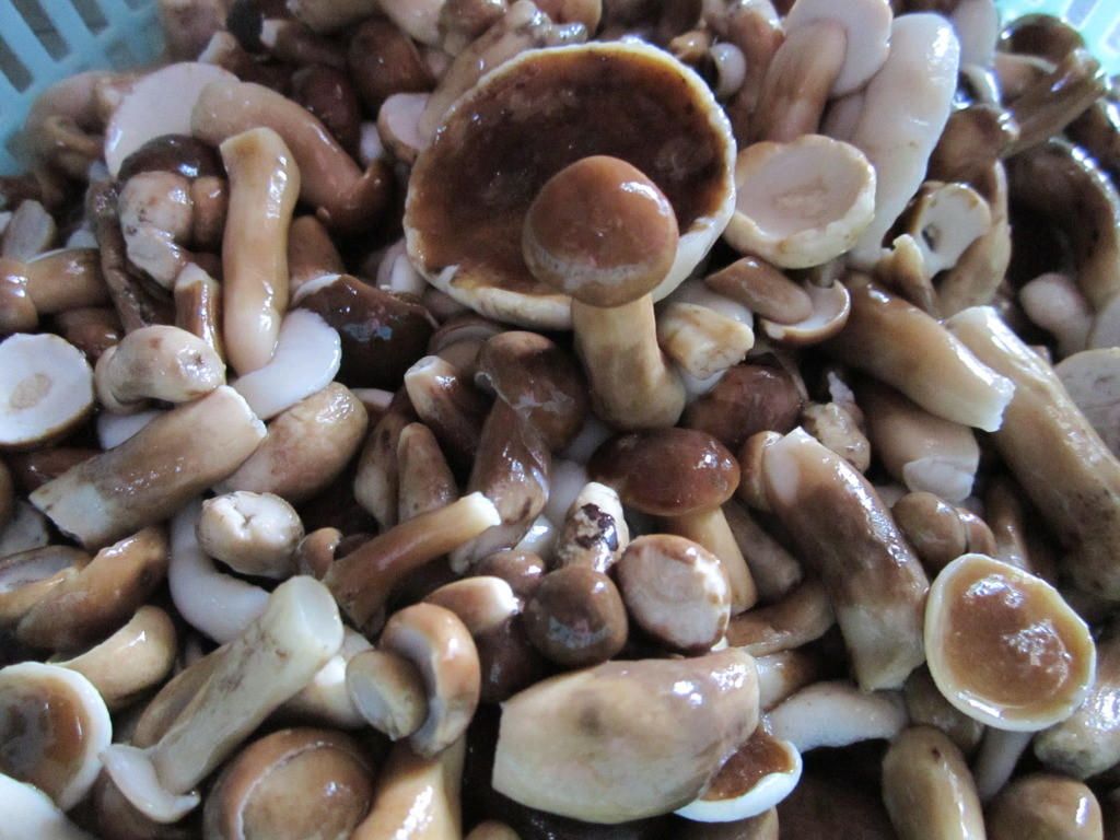 cajeput-mushroom