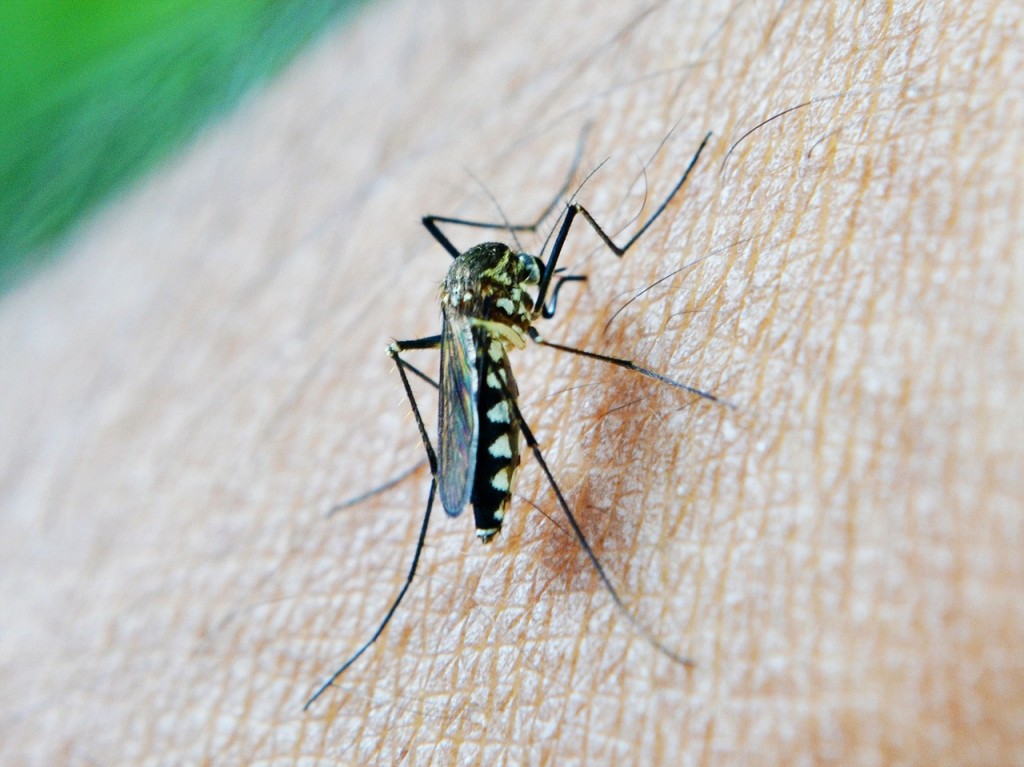 malaria-vietnam