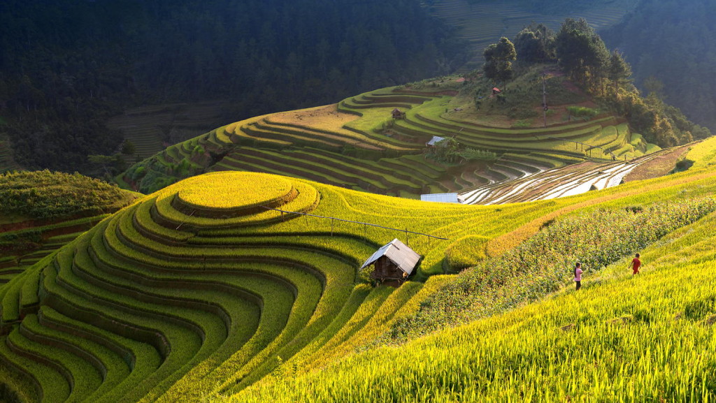 terraced-rice-fields-mu-cang-chai