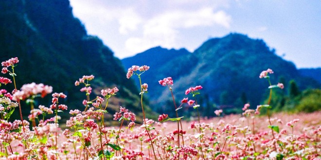Ha Giang – A Stone Flower – Travel information for Vietnam from local ...