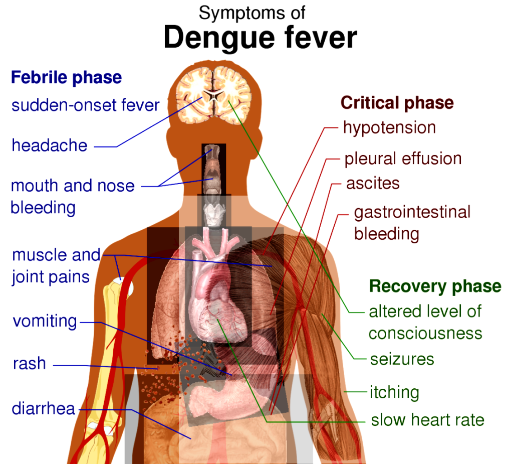 Beware of Dengue Fever Outbreak in Vietnam – Travel information for